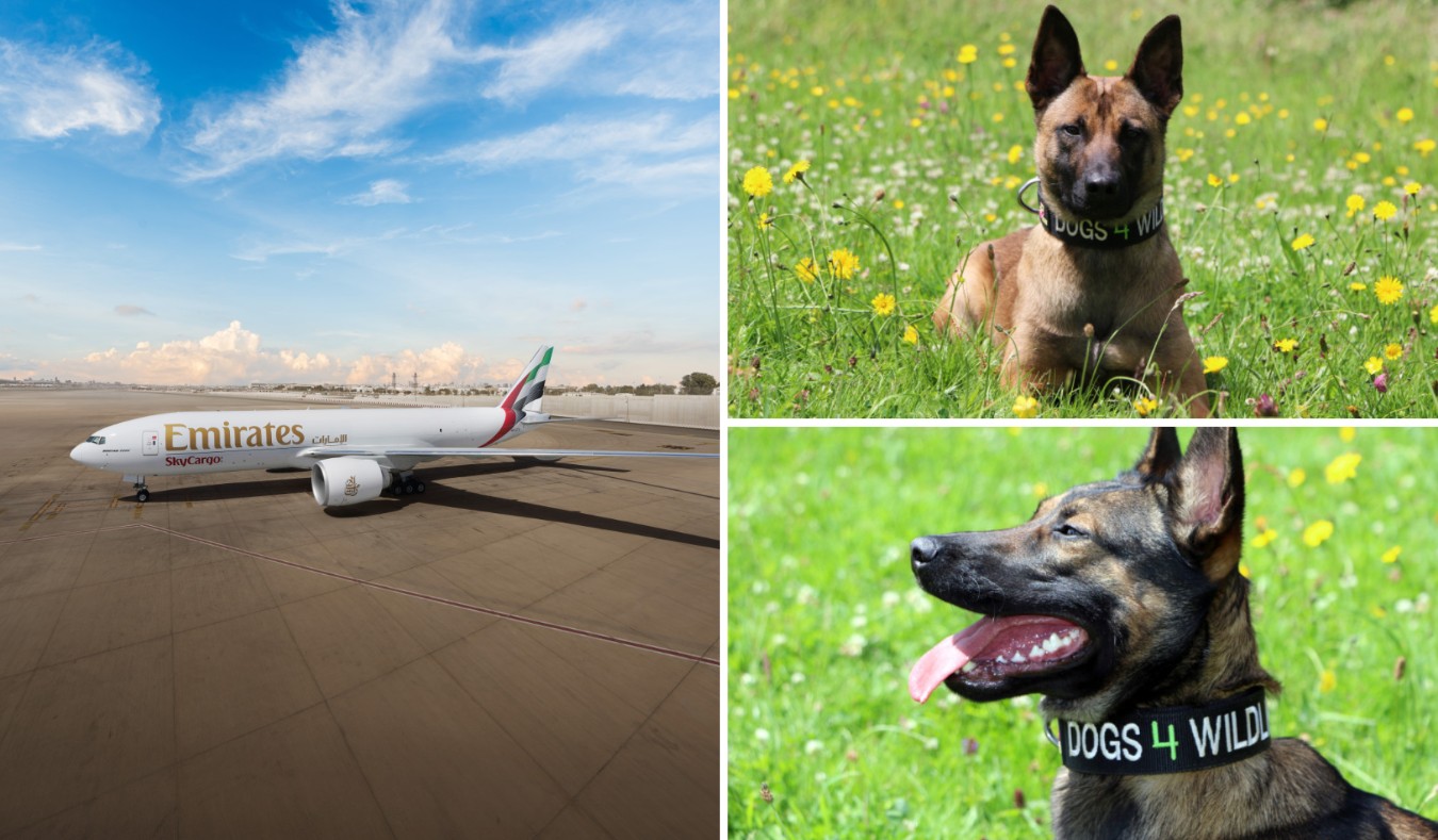 Emirates SkyCargo flies  conservation dogs to fight poaching